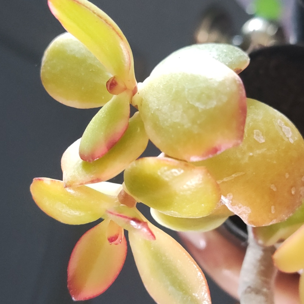 Mini Jade succulents - Picture 5 of 6